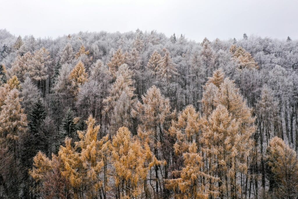 Bäume im Frostschutz-Modus