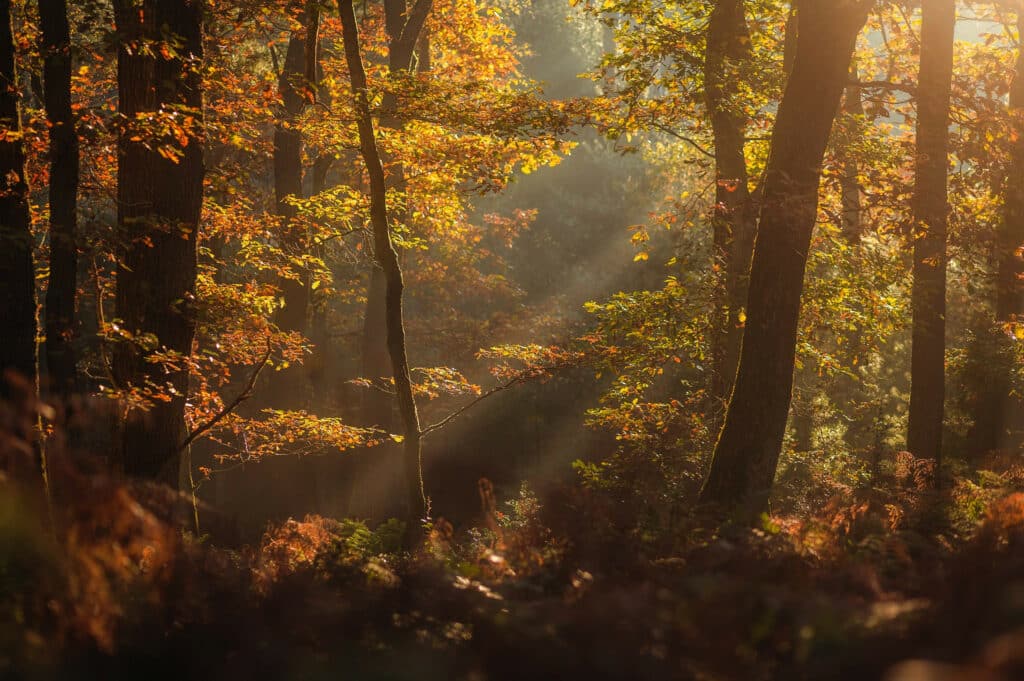 Jahreszeiten im Wald