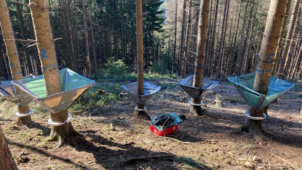 Wo überwintern Borkenkäfer wirklich?