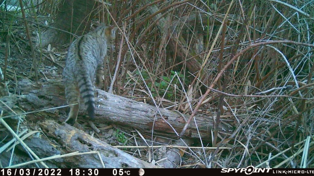 In Baden-Württemberg kreuzen sich verstärkt Wildkatzen mit Hauskatzen