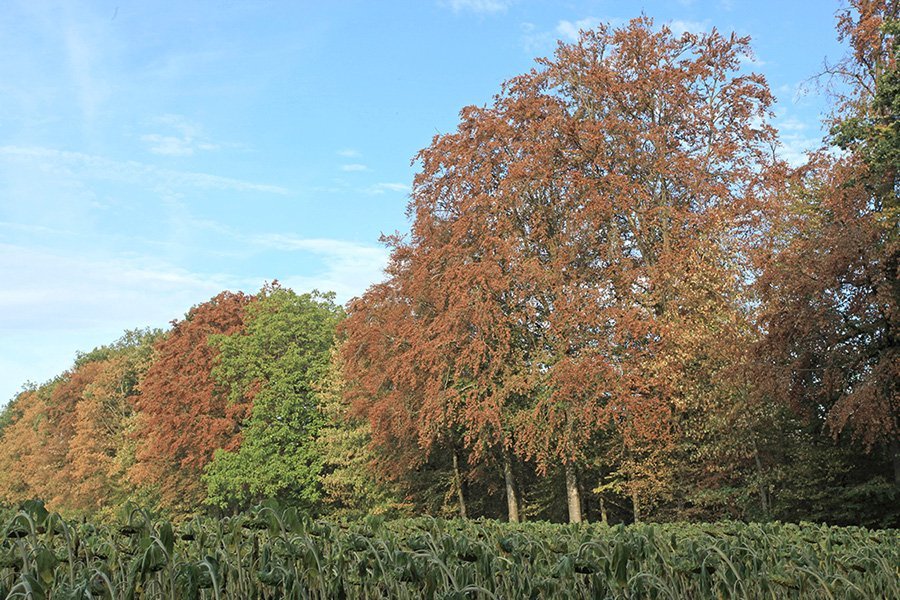 Laubfall im Sommer als Indiz für späteres Buchensterben