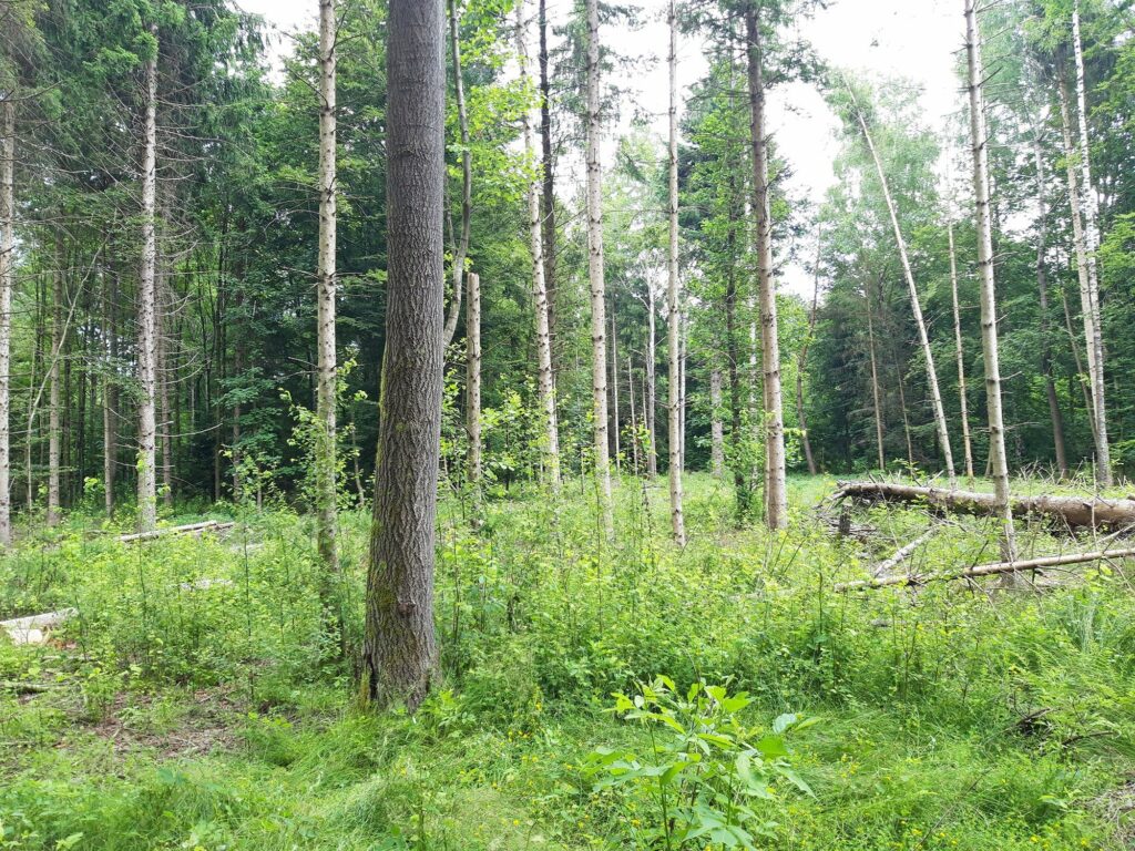 Die Aspe – eine Pionierbaumart mit waldbaulichem Potential