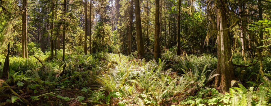 Nicht heimische Baumarten wie die Douglasie können die Widerstandsfähigkeit der Wälder erhöhen