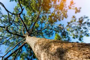 Pine tree forest landscape