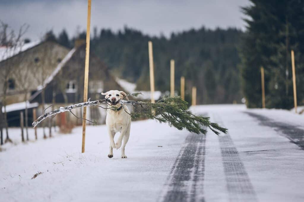 Um einen Weihnachtsbaum im Topf gesund zu halten, bedarf dieser einiger Pflege