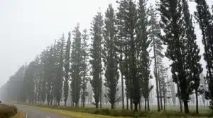 Das Geheimnis der Araucaria Columnaris