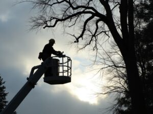 krone pflege licht profil