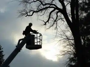 krone pflege licht profil