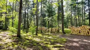 sustainable forestry practices niedersachsen