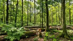 sustainable forestry practices niedersachsen